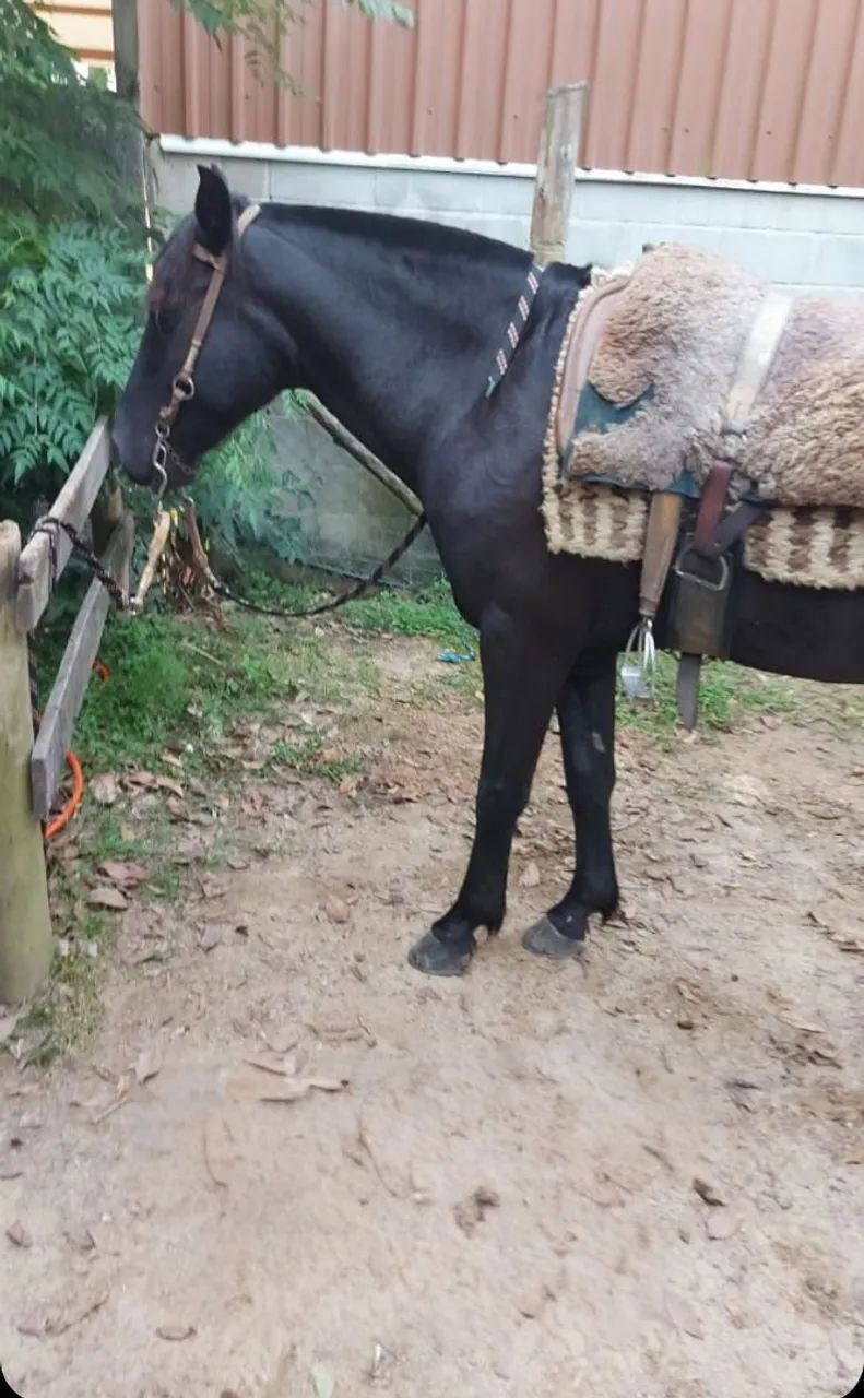 Vendo cavalo  - Foto 3