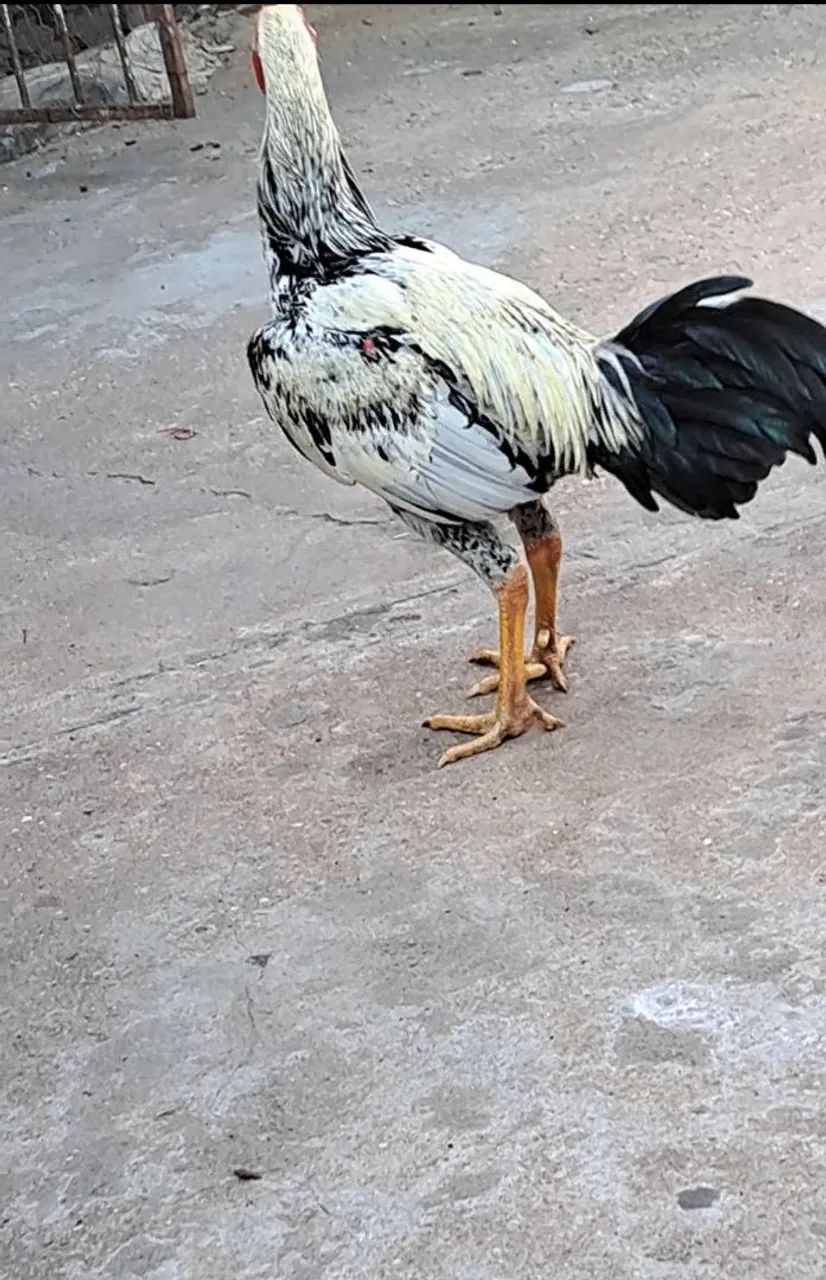 GALO INDIO  - Foto 4