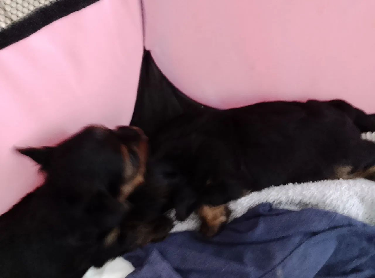 Filhotes yorkshire terrier  - Foto 4