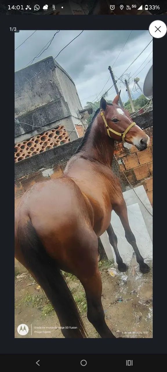 Oportunidade  - Foto 3