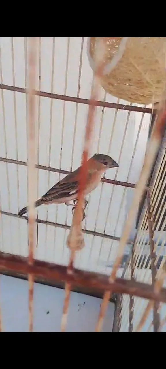 Gaiola - Foto 2