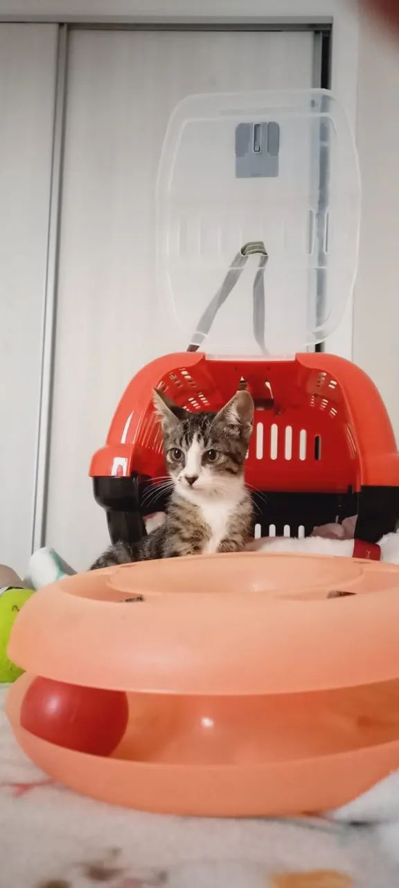 Gatinho Lindo para Doação - Foto 2