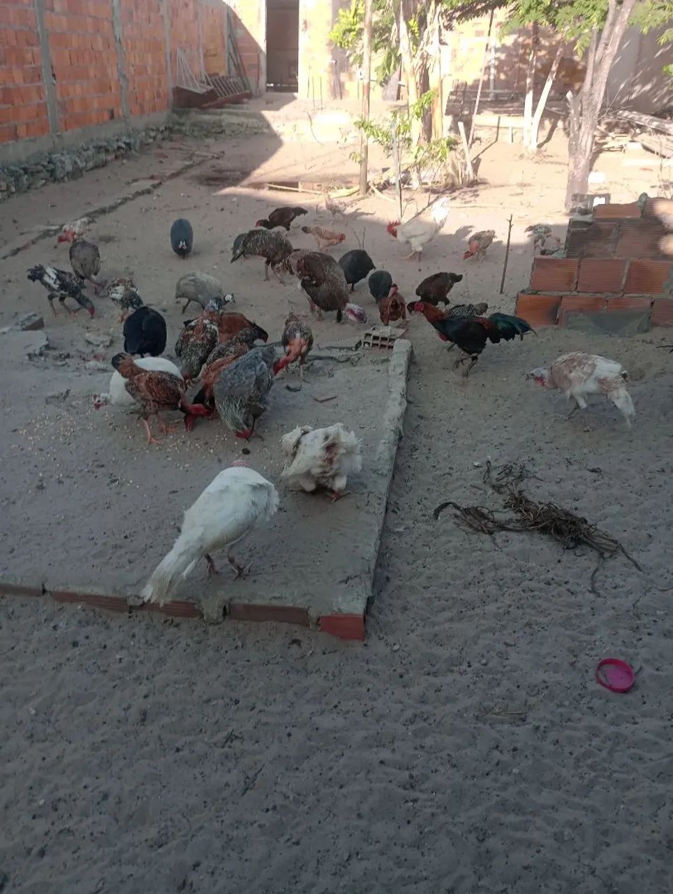Galinha e galo  - Foto 4