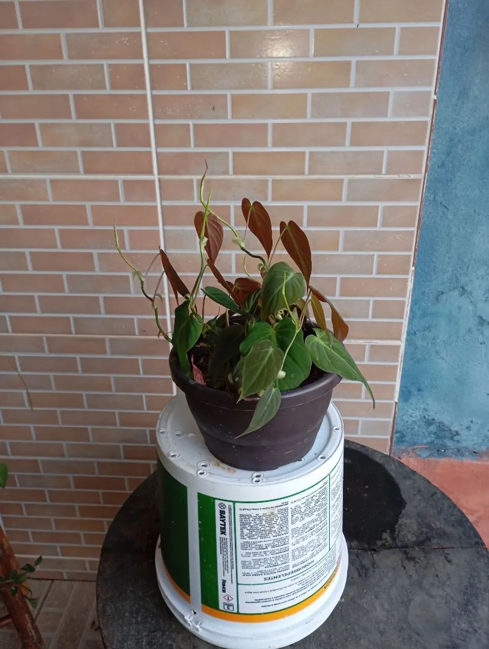 Plantas e sementes  - Foto 3