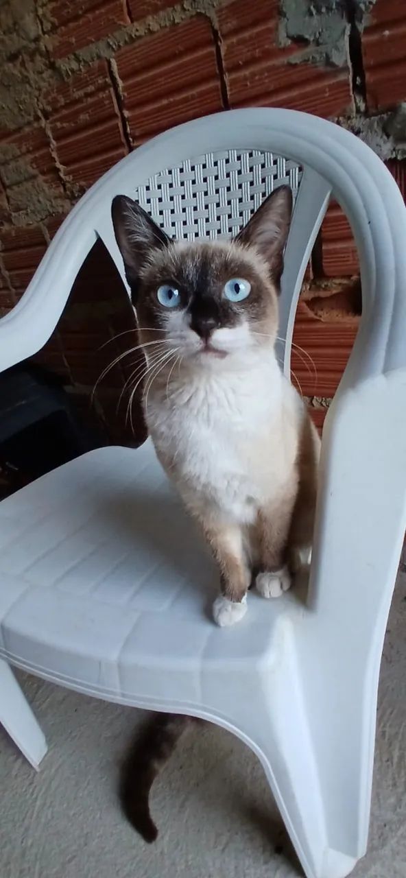 Doa-se gatinha SRD