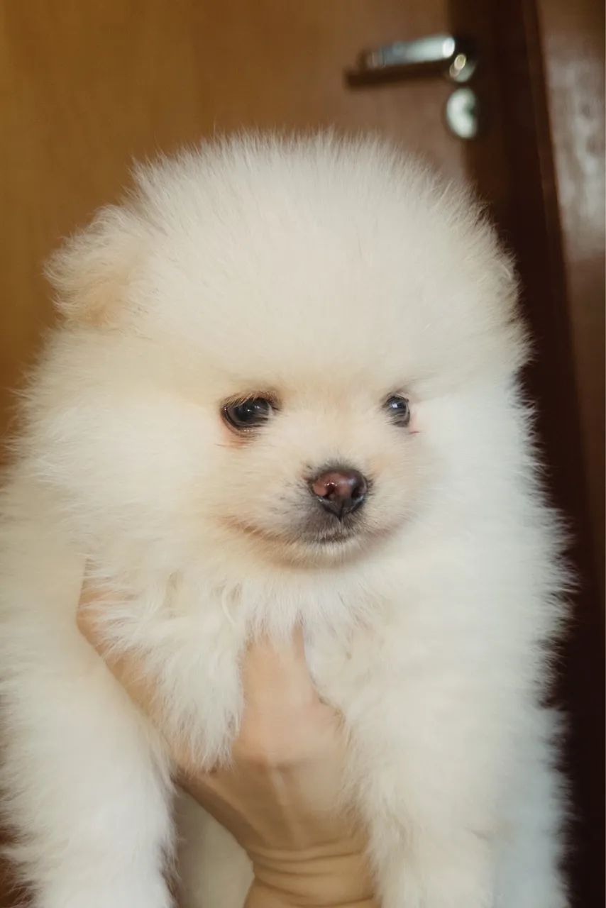 Spitz Alemão Ursinho  - Foto 2
