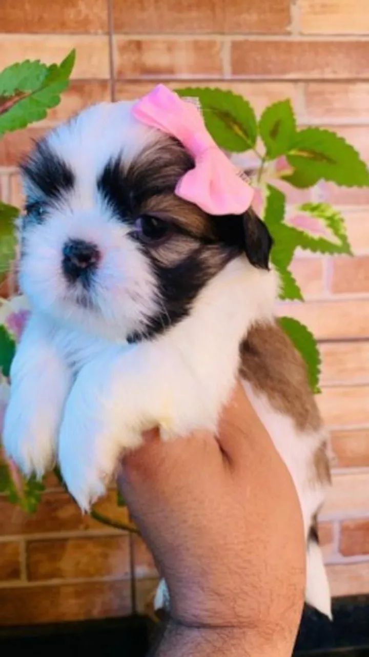 Mini shitzu filhote com consulta e garantia tando da raça quanto da saúde  - Foto 6