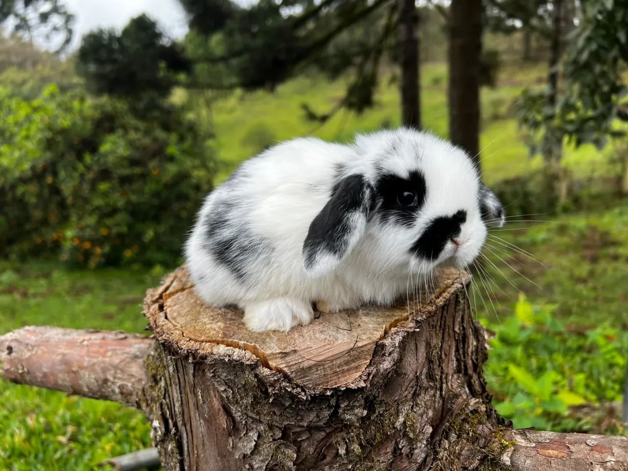 Mini lop  - Foto 3