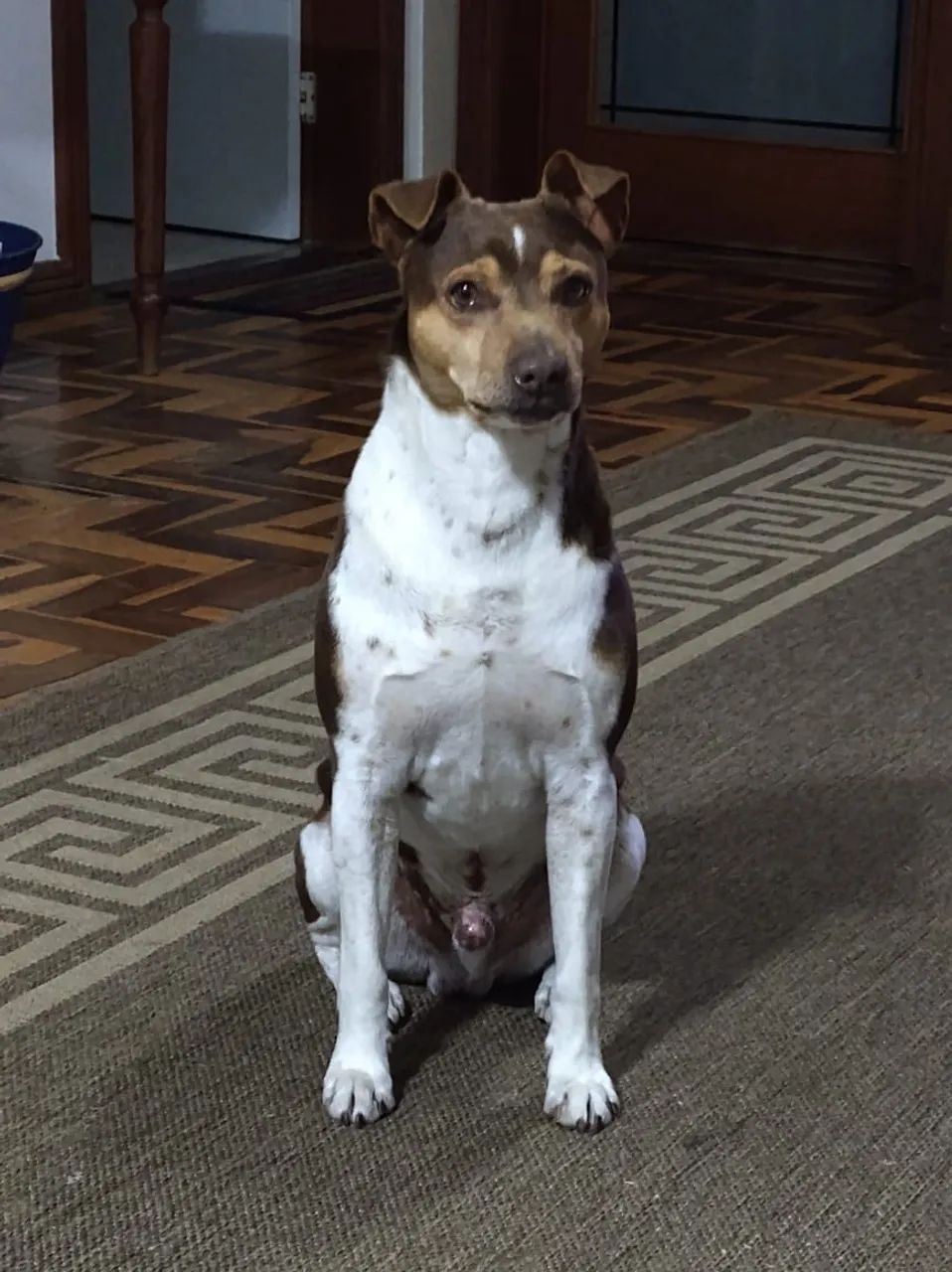 Fox Terrier - Foto 4