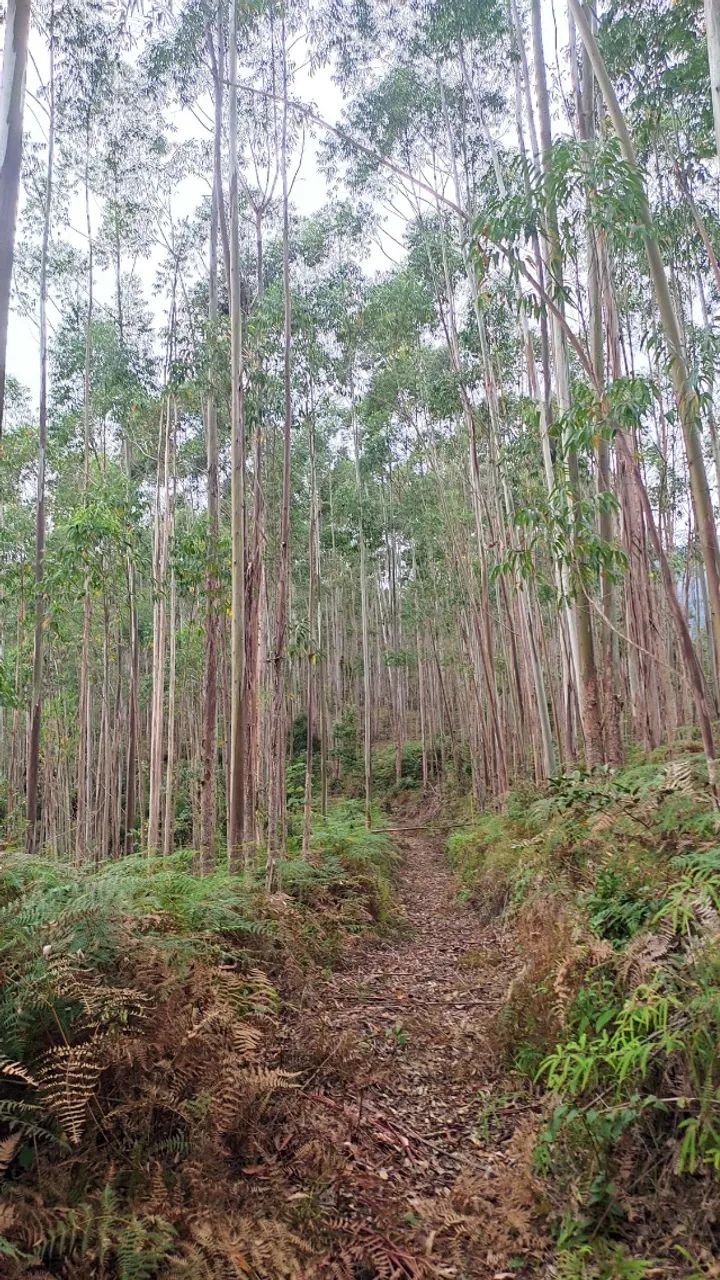 ? SÍTIO À VENDA COM PLANTAÇÃO DE EUCALIPTO | ÓTIMA OPORTUNIDADE - Foto 2