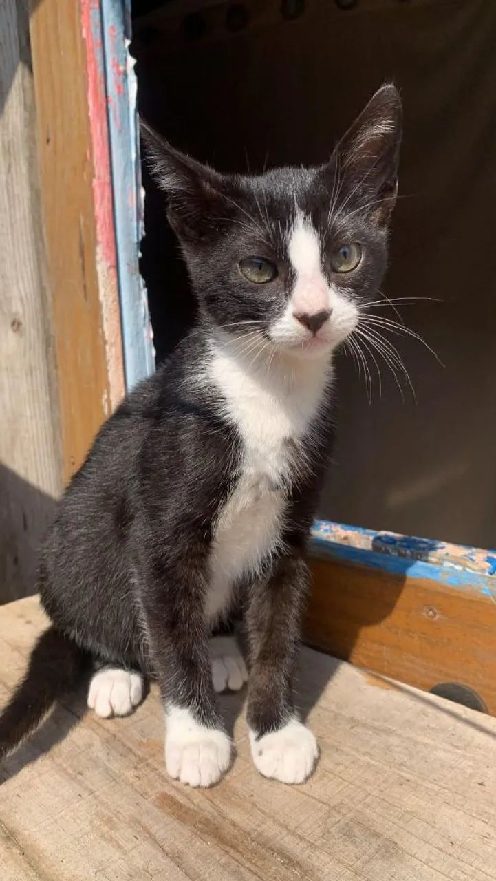 Doação gatinhos  - Foto 2