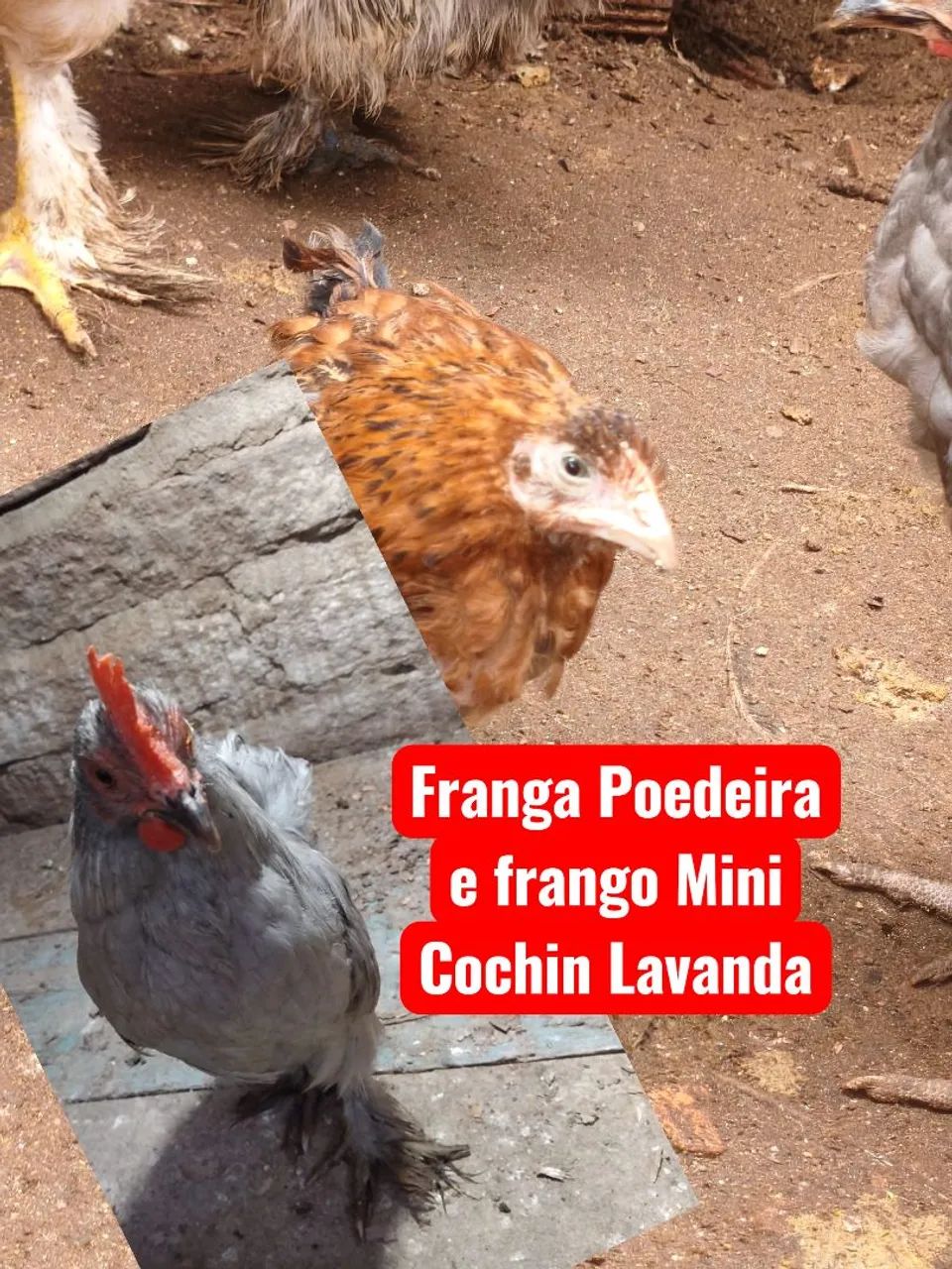 Disponíveis