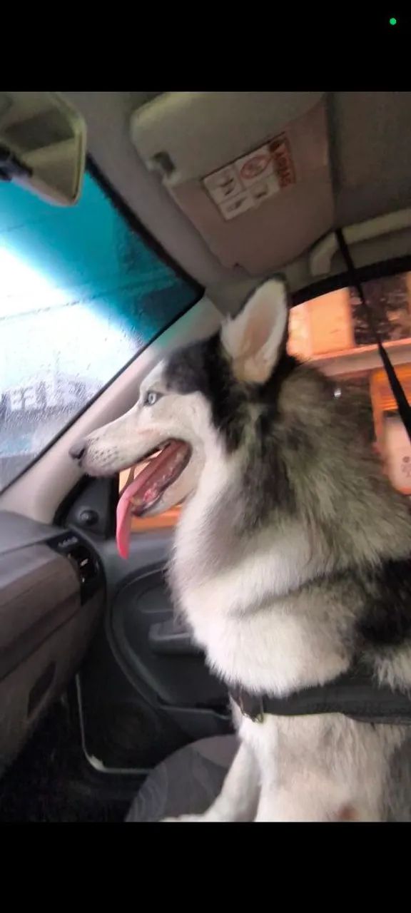Husky siberiano  - Foto 3