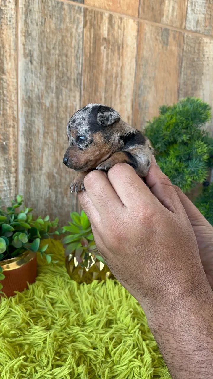 Pinscher merle