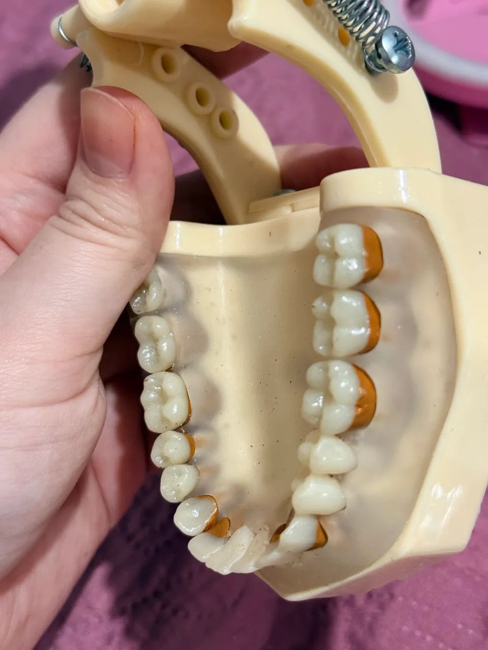 MANEQUIM ORAIS PERIODONTIA - Foto 4