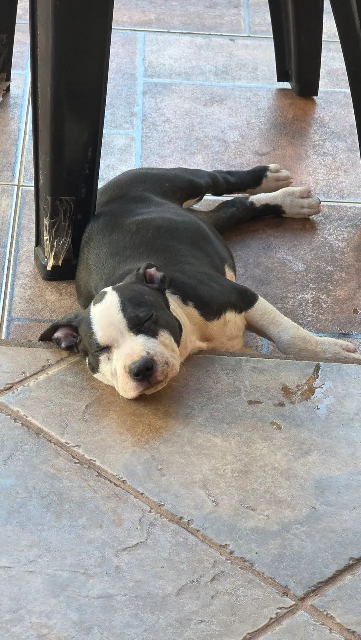 Pitbul  tóp  - Foto 2