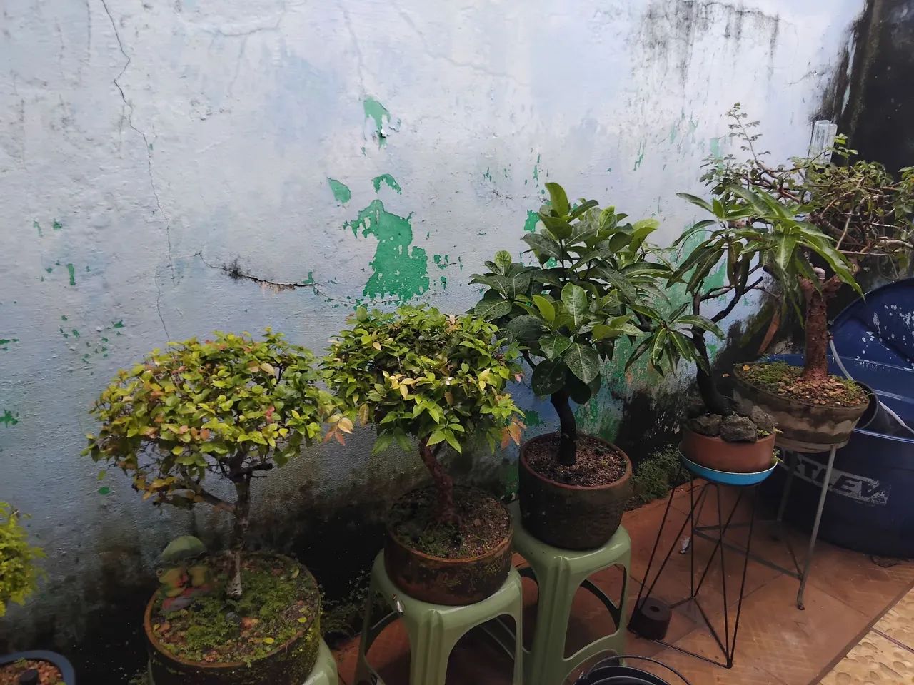 Bonsai de Jaboticaba Sabará 28 Anos - Foto 4
