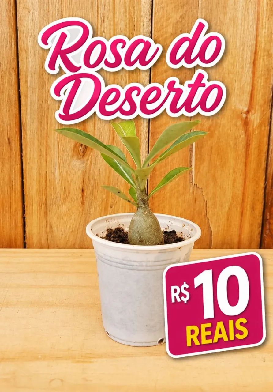 Rosa do Deserto 