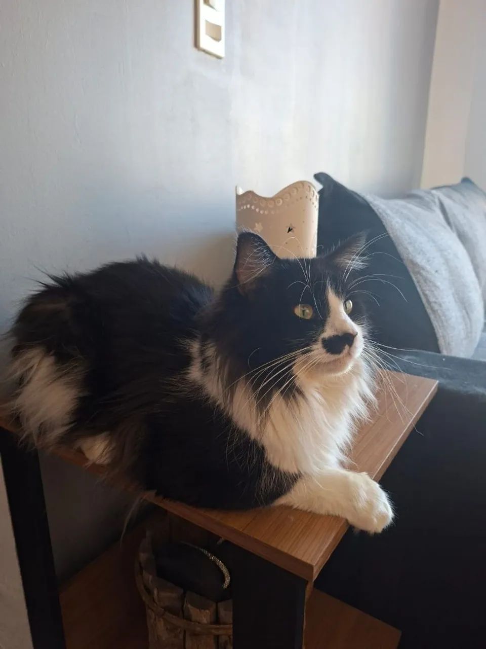 Maine Coon gatos filhotes disponíveis  - Foto 6