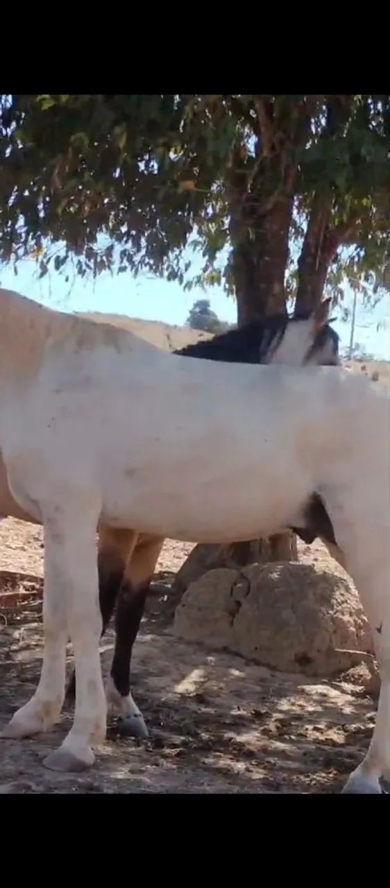 Dois Cavalos  - Foto 2