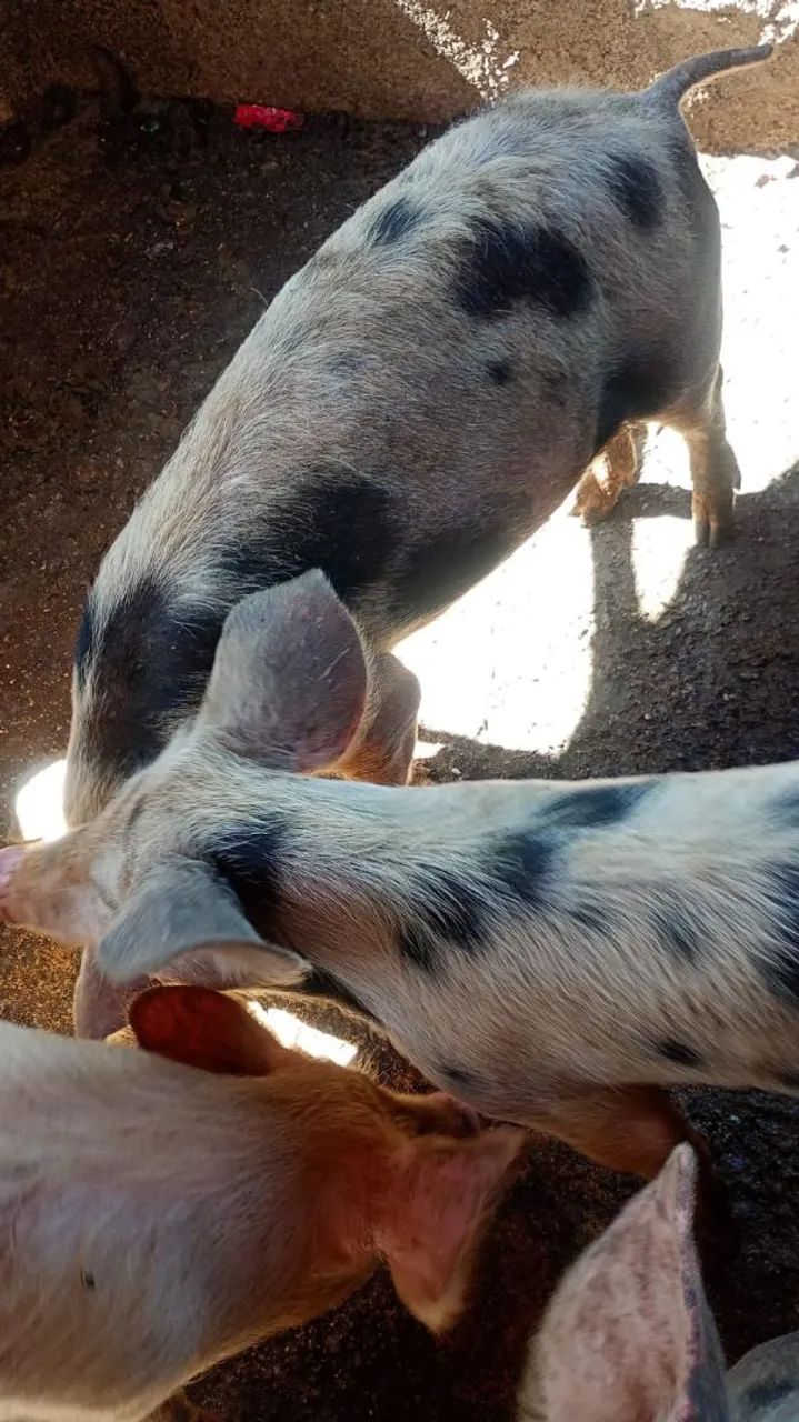 Leitões a venda 
