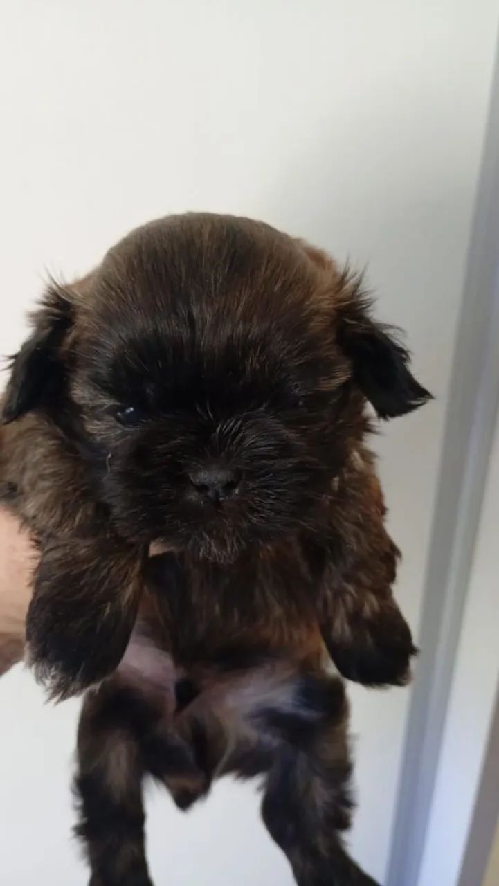 Femeas e machos de shih-tzu  - Foto 5