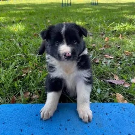 Border collie disponiveis 