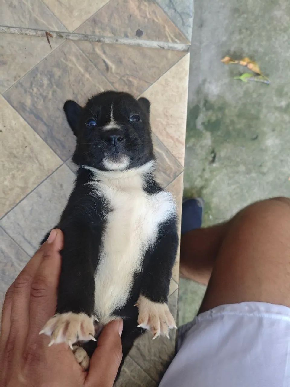 Husky siberiano  - Foto 4