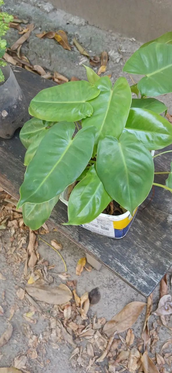 Plantas 