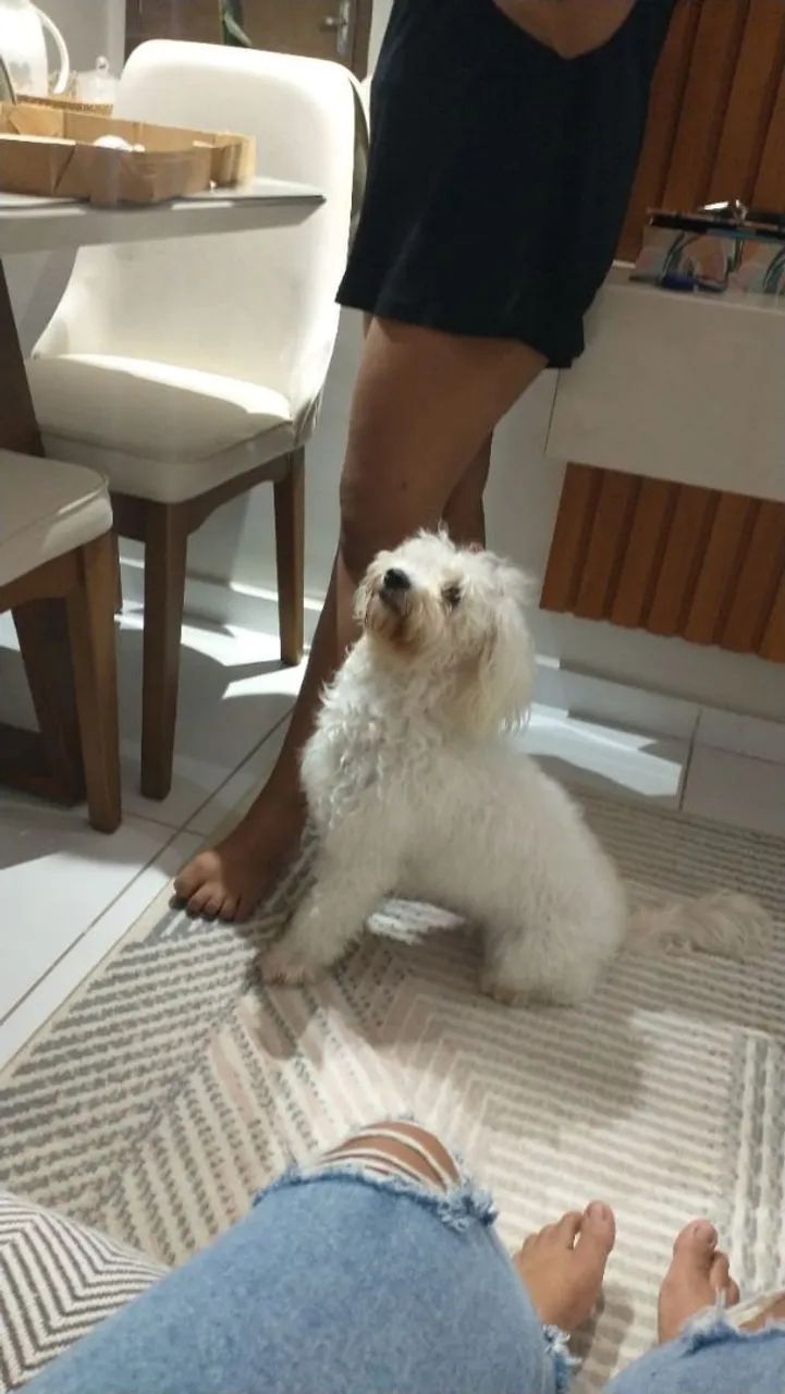 Maltês com poodle  - Foto 3