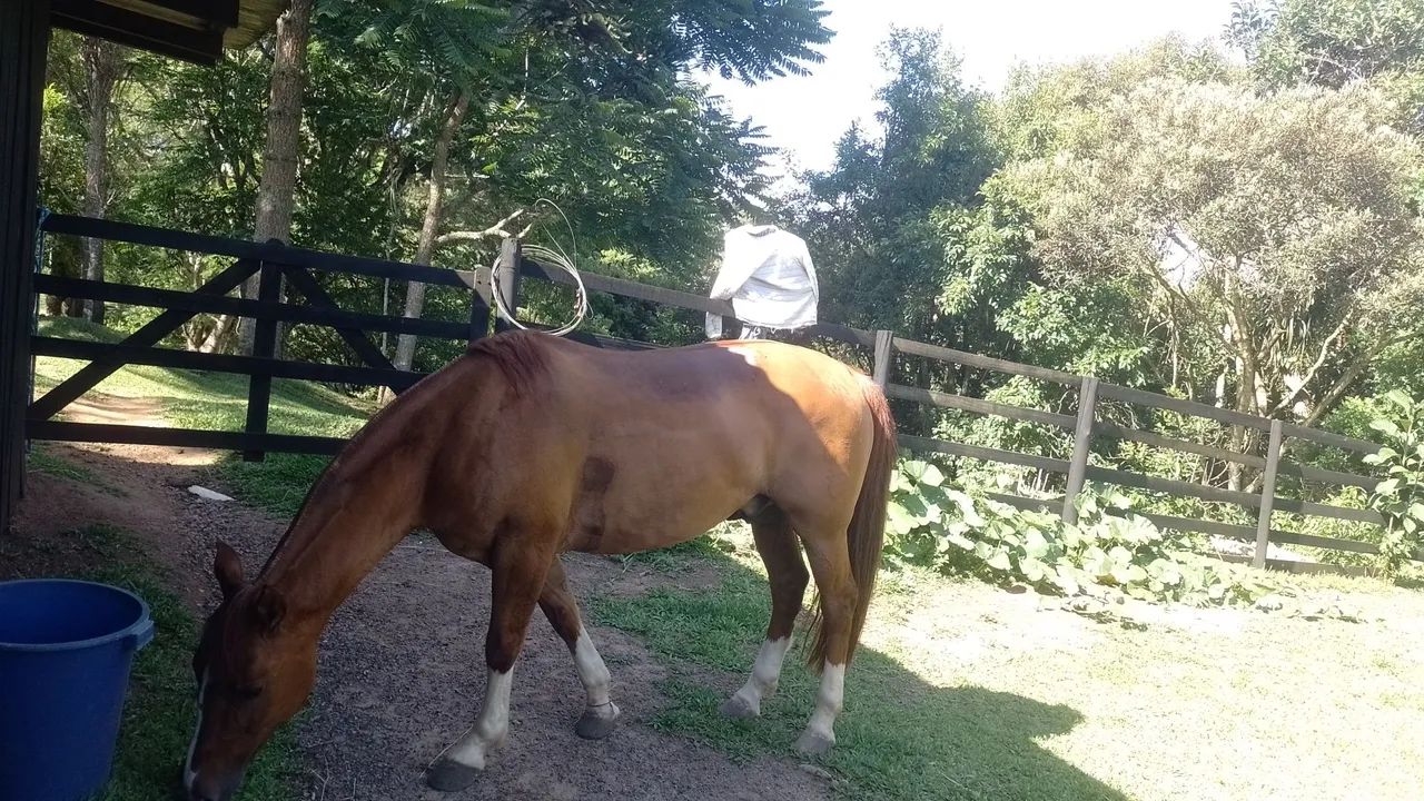 Cavalo crioulo  - Foto 4