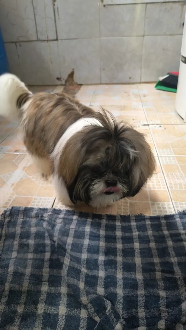 Shihtzu macho  - Foto 2