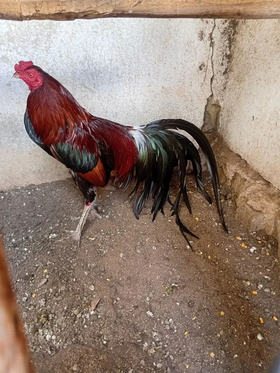 Galo fenix com indio  - Foto 3