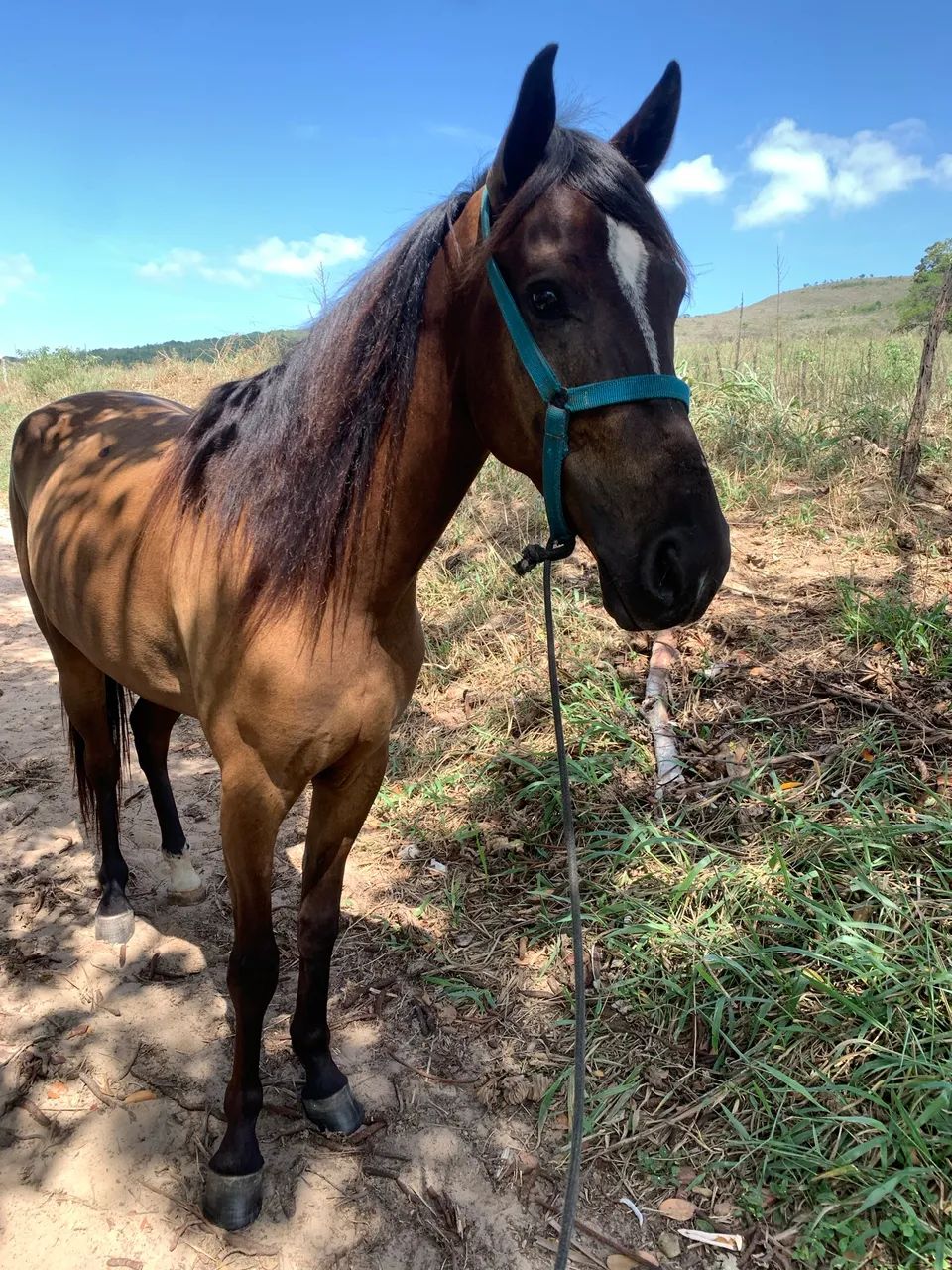 Cavalo mangalarga  - Foto 3