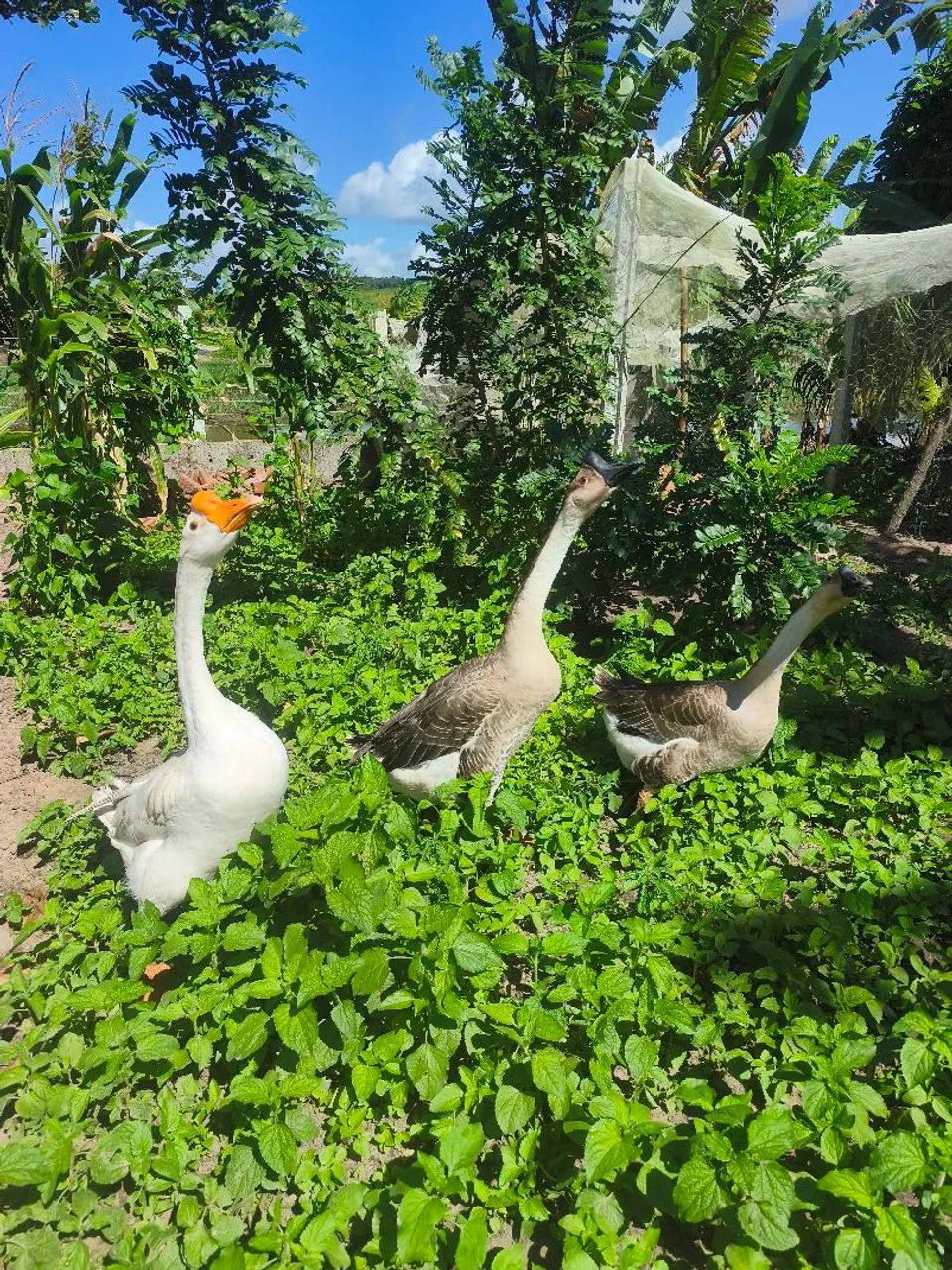 Casais de gansos  - Foto 2
