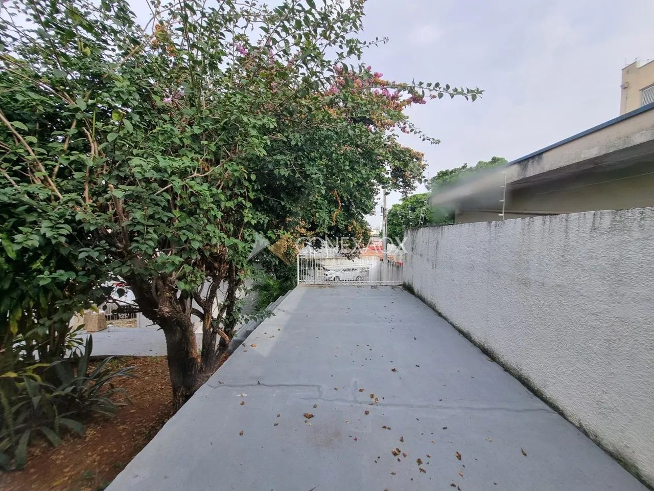 casa - Jardim Proença - Campinas - Foto 3