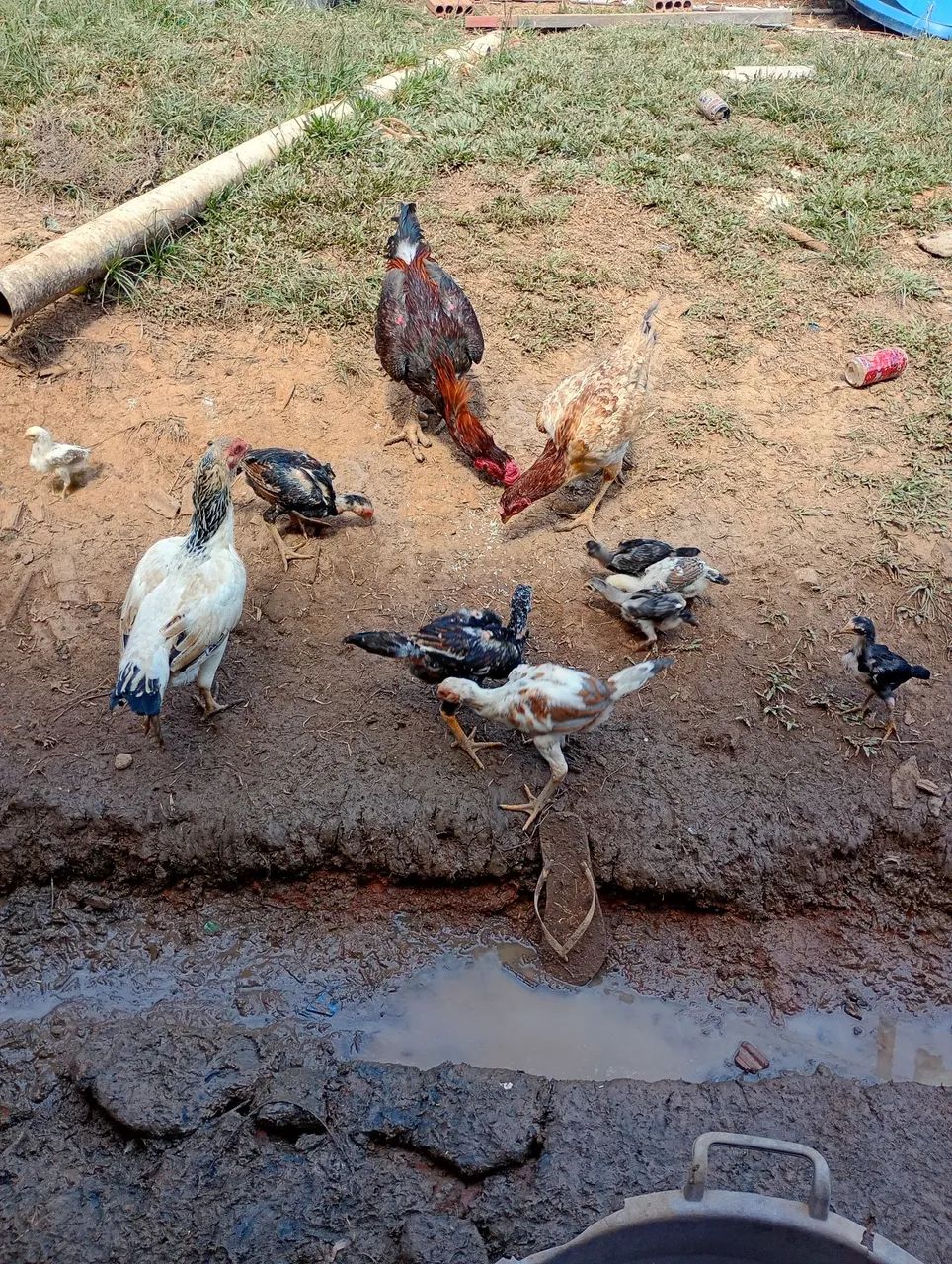 Galinhas e Franguinhos - Foto 3
