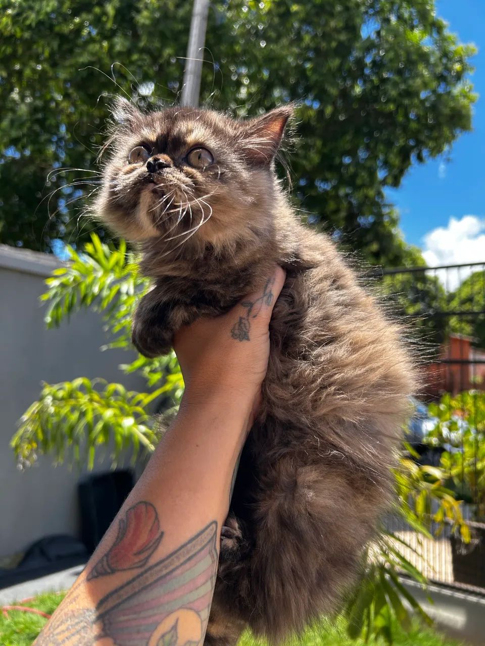 Gata persa fêmea  - Foto 2