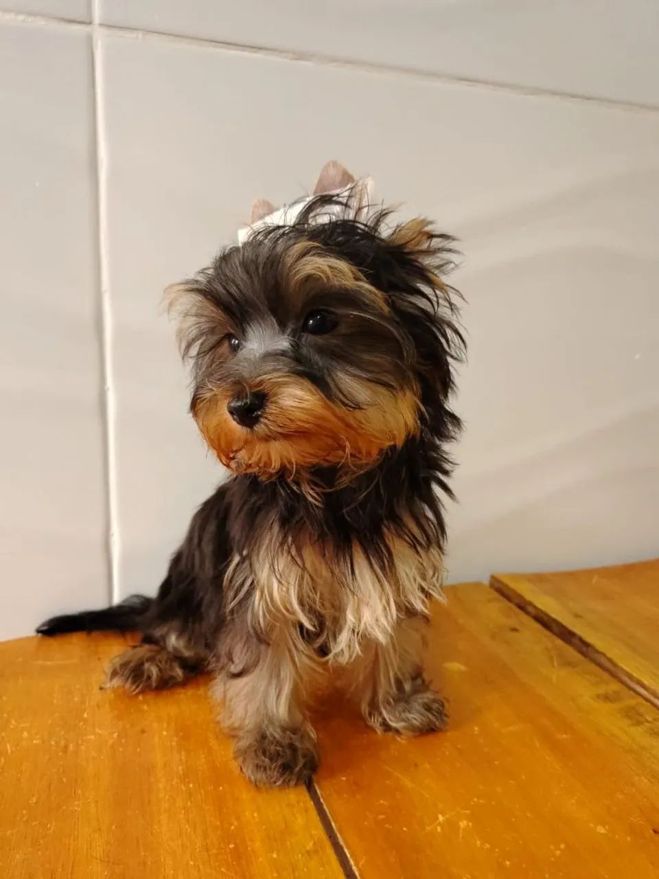 Filhote micro yorkshire terrier - Foto 5