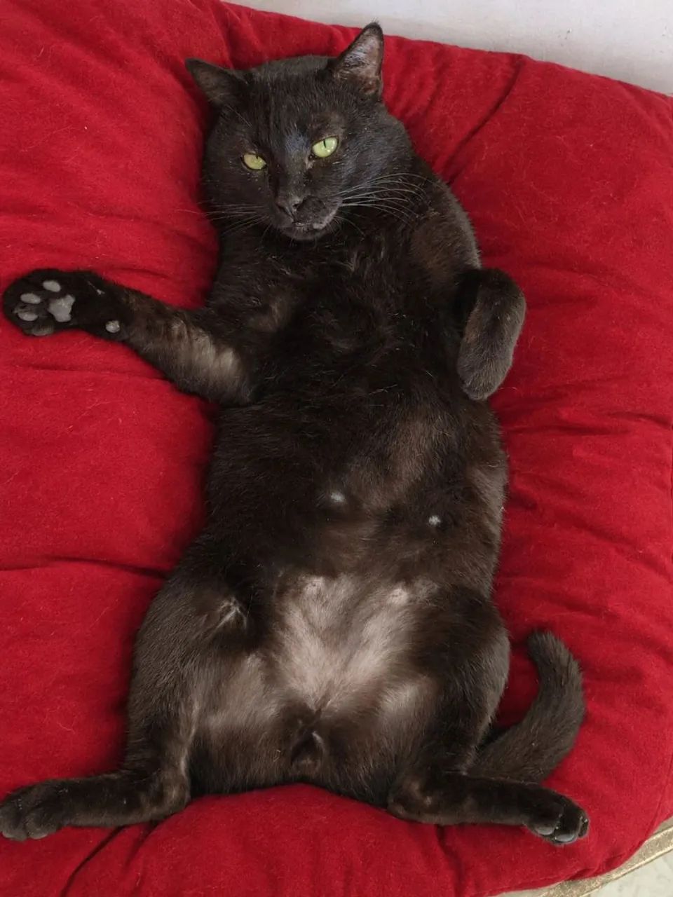 DOAÇÃO RESPONSÁVEL GATO MACHO  - Foto 2