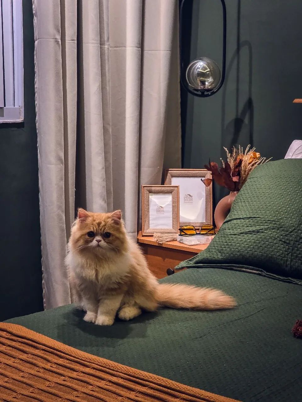 Gato Persa Com Pedigree  - Foto 3