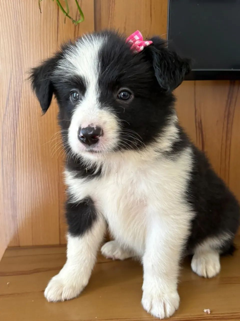 FILHOTE DE BORDER COLLIE  - Foto 2