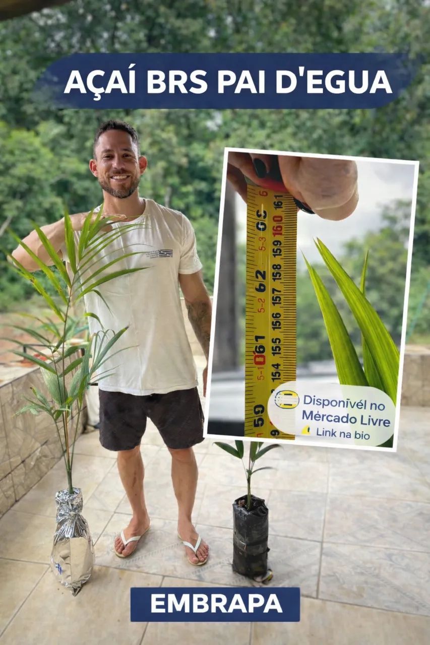 Muda de Açaí BRS PAI DEGUA EMBRAPA 1m a 1,2m