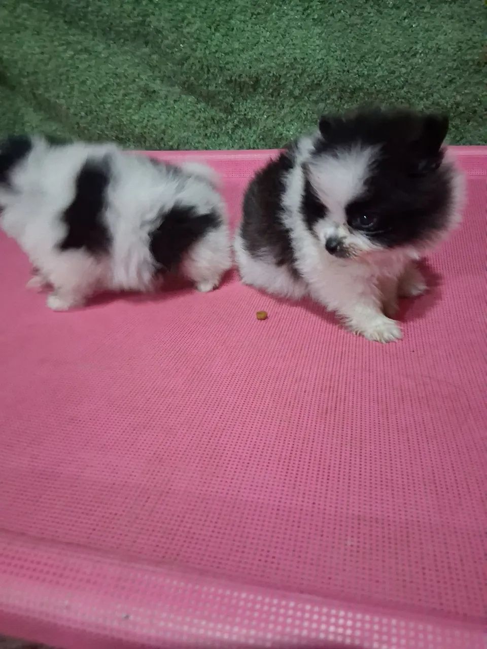 Vendo filhote spitiz alemao - Foto 4