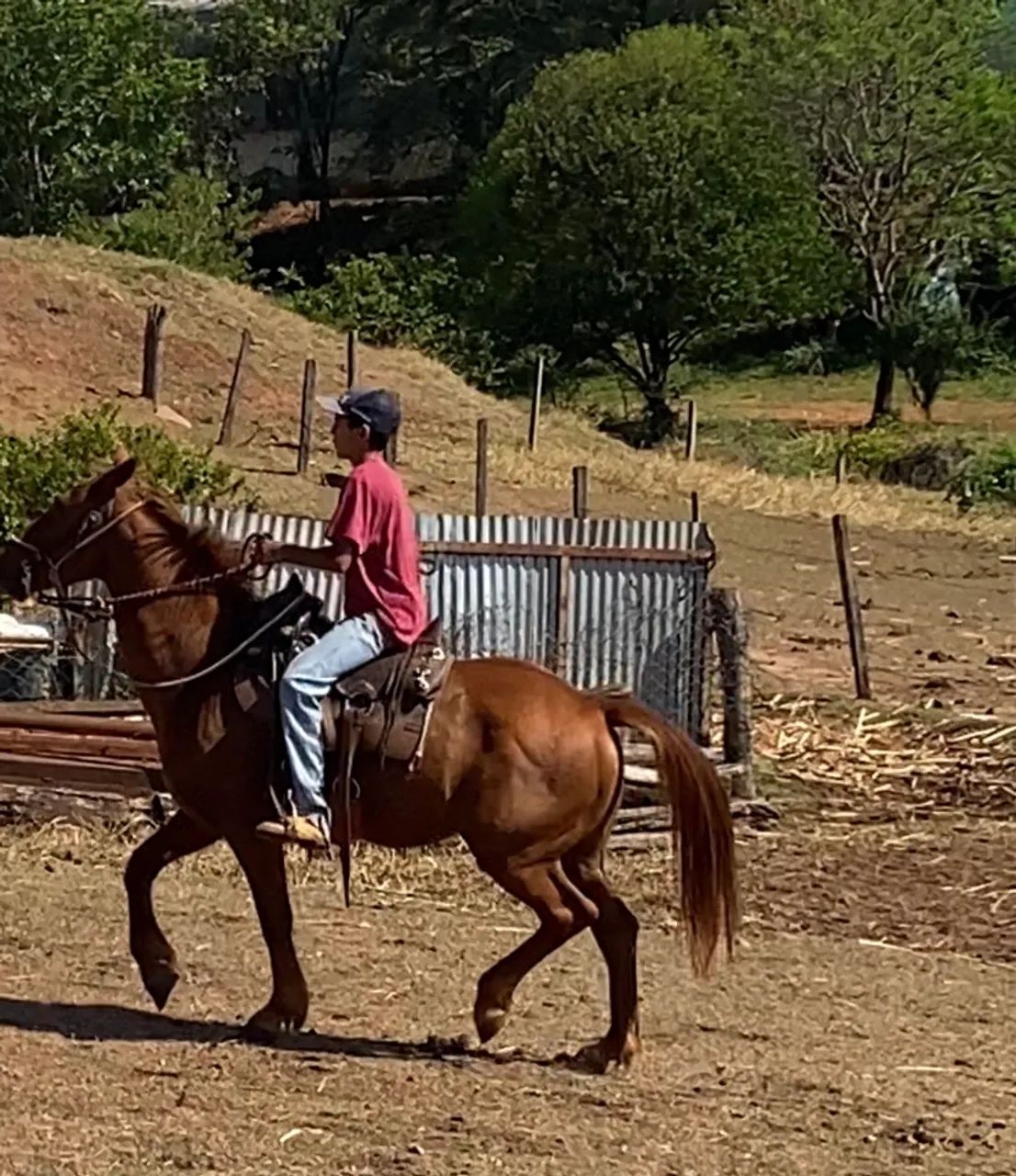 Cavalo  - Foto 3