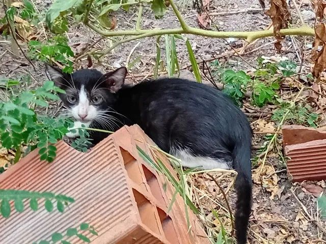 Gata filhote frajola fêmea cerca 2 meses - Foto 4