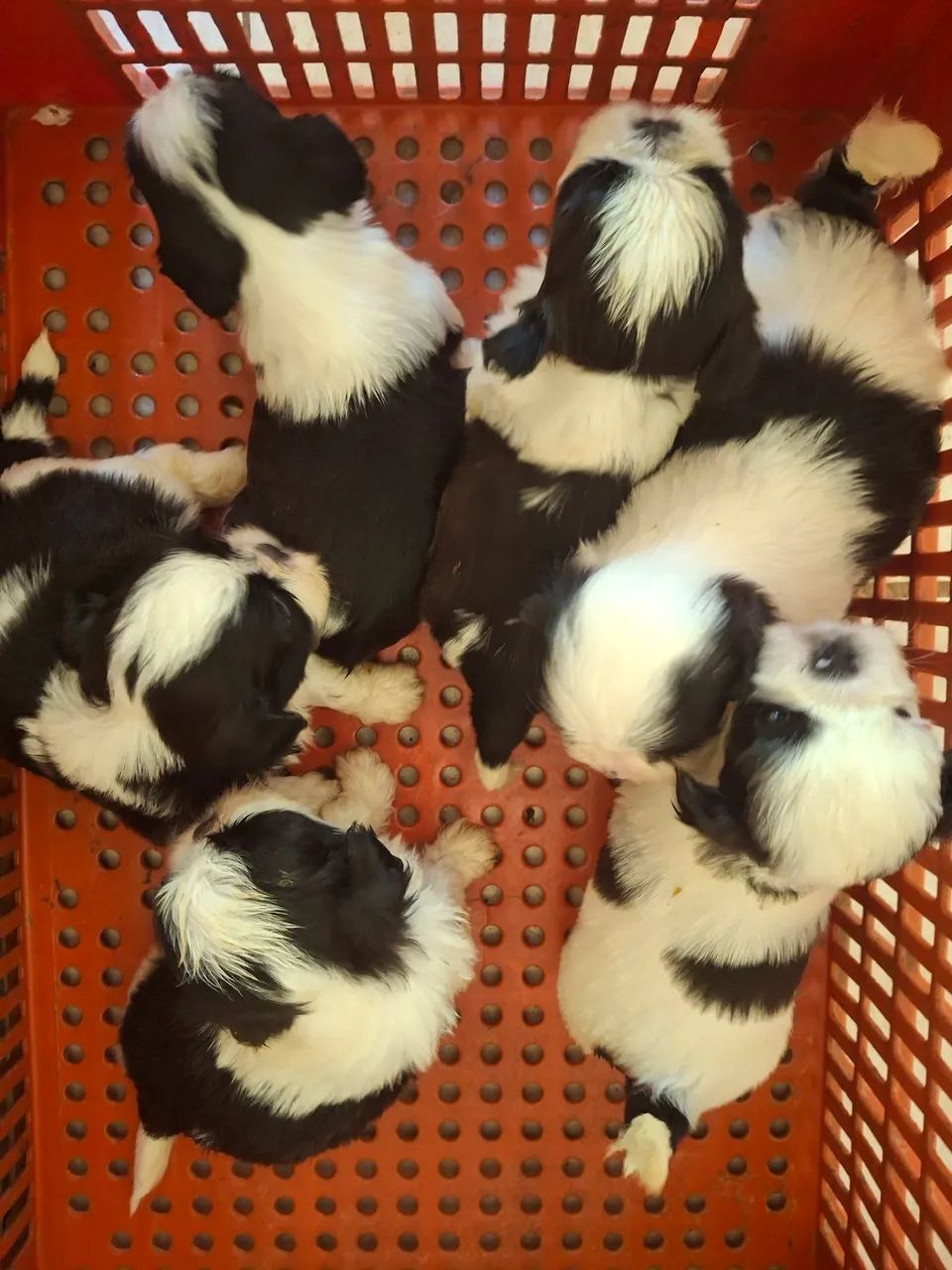 Shihtzu  - Foto 3