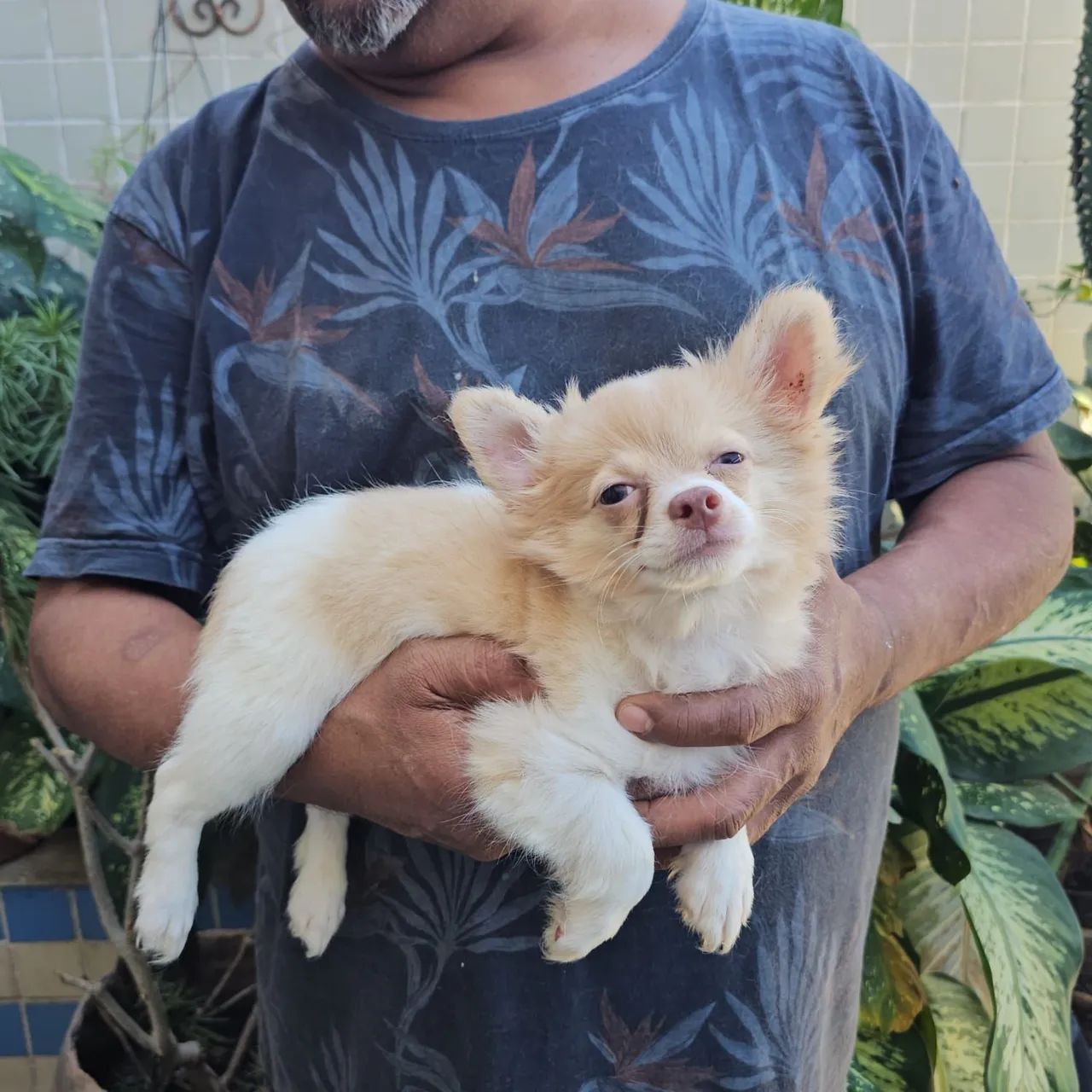 Macho chihuahau  - Foto 4