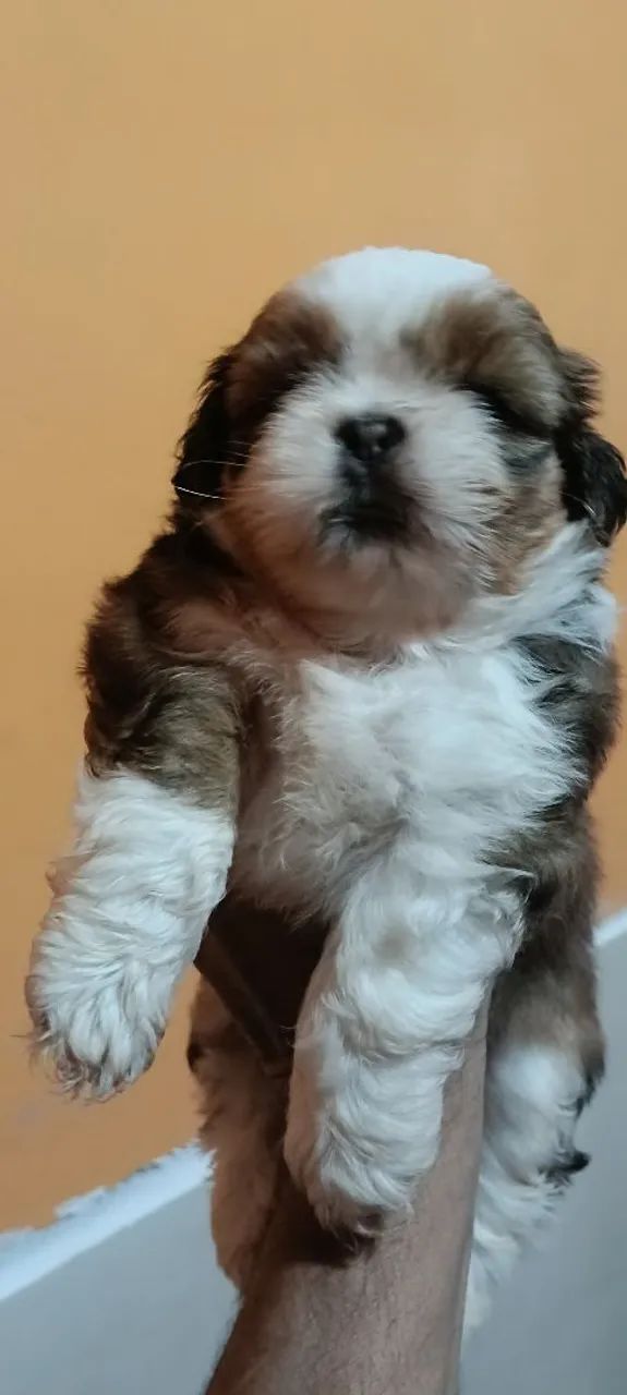 Shitzu macho lindo  - Foto 2