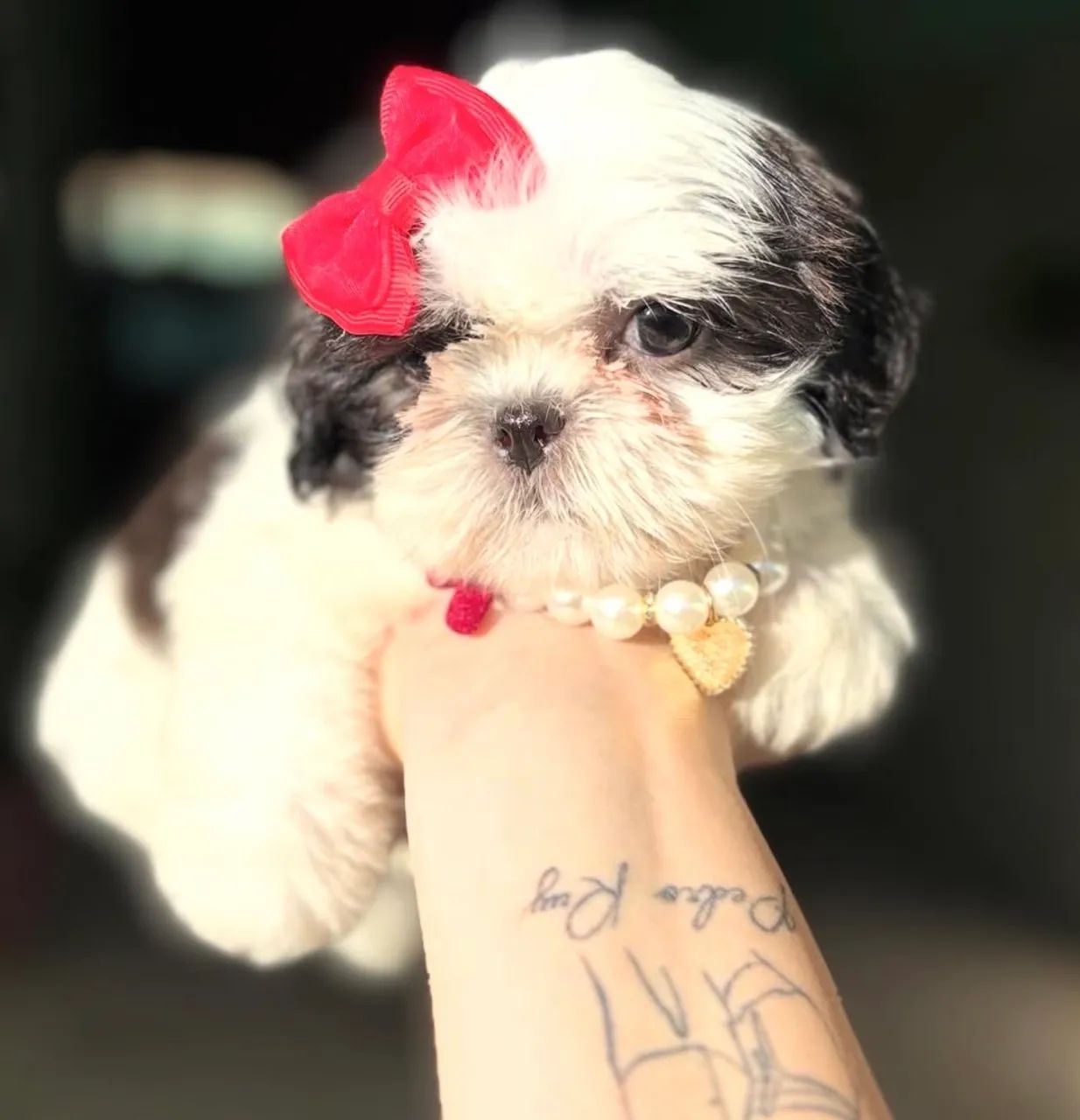 Vendo shih tzu fêmea micro, com pedigree e vacinas em dias  - Foto 4